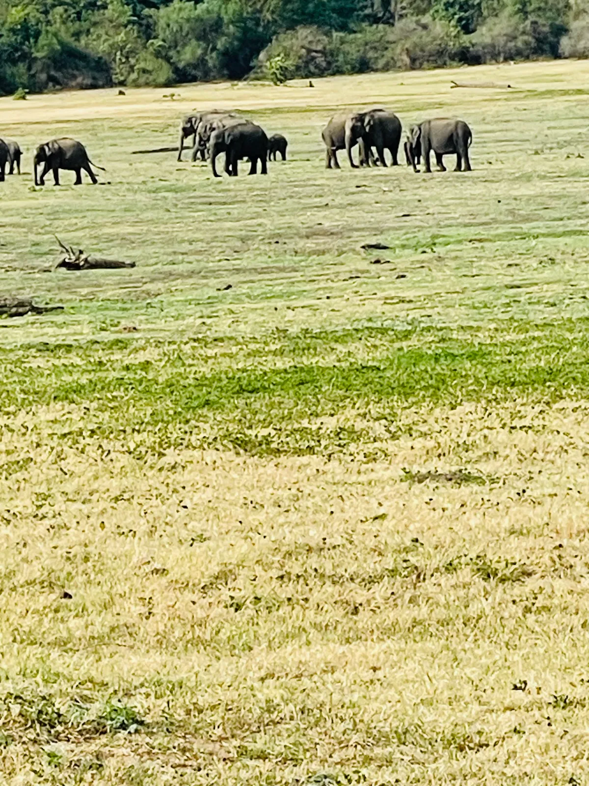 A herd of wild elephants grazing on open grassland in Kaudulla National Park on a Habarana elephant safari