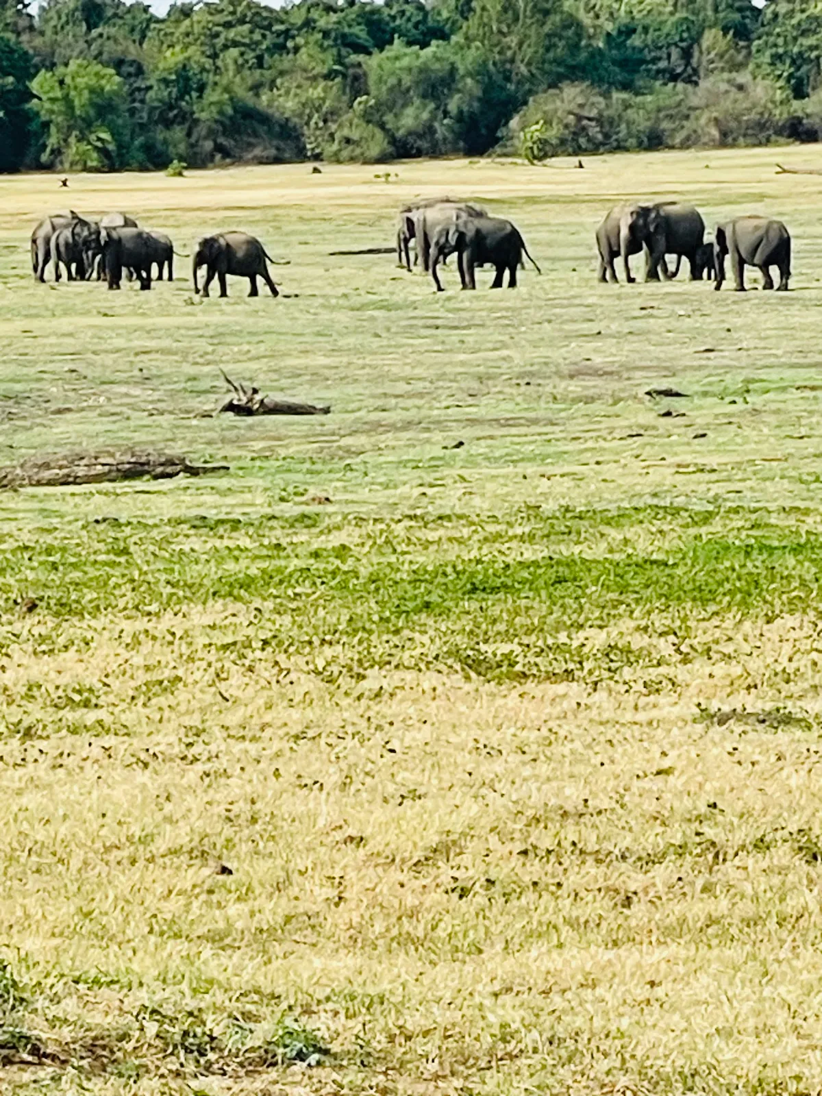 Wild elephants of all ages walking across the grassland at Kaudulla, near Habarana