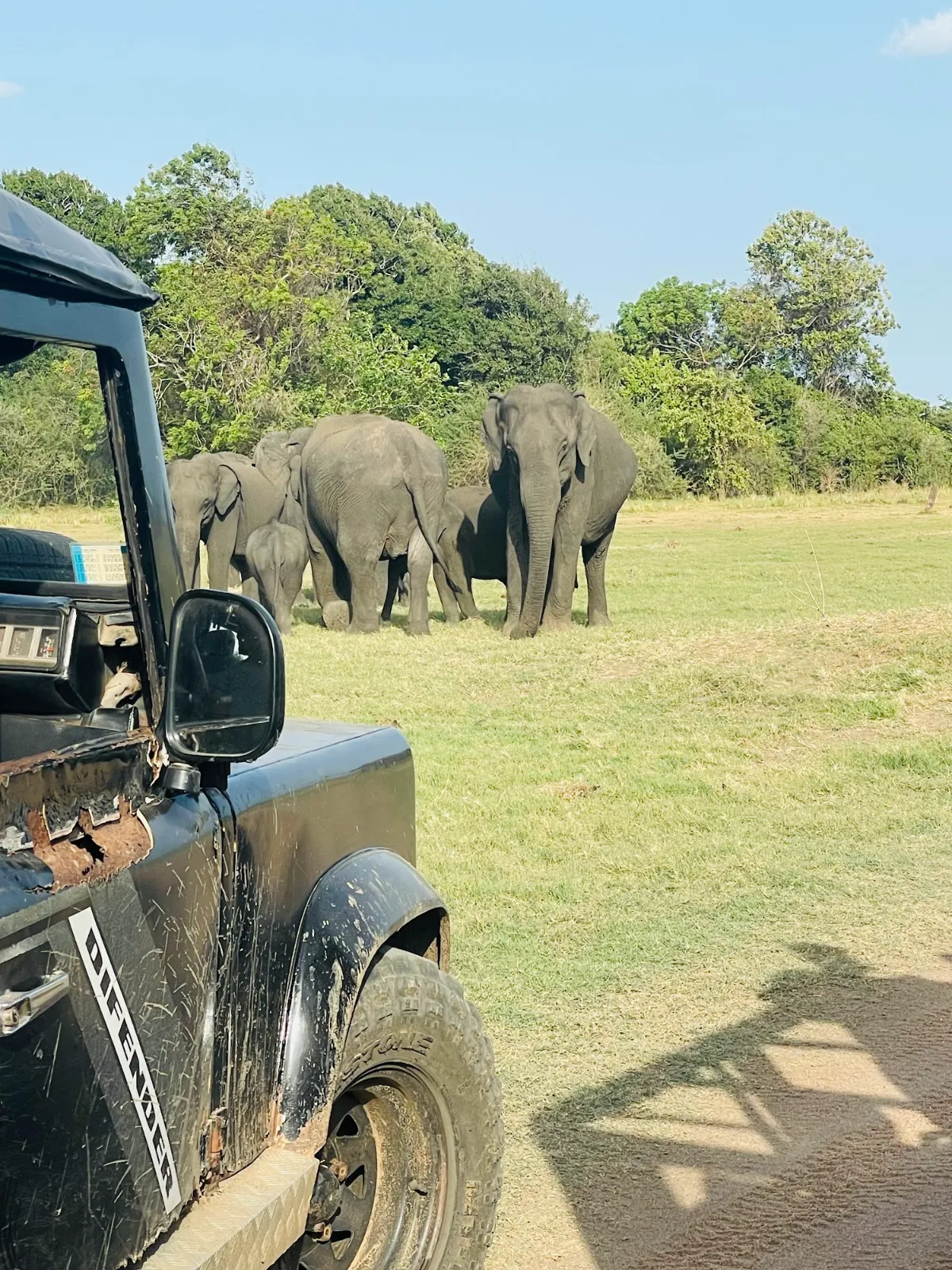 A safari jeep on grassland with a herd of elephants close by, on a Habarana elephant safari